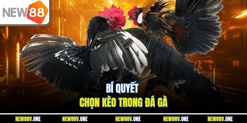 Bí quyết chọn kèo trong đá gà
