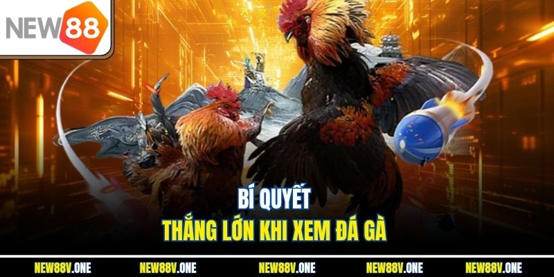 Mẹo giúp bạn thắng lớn khi tham gia xem đá gà