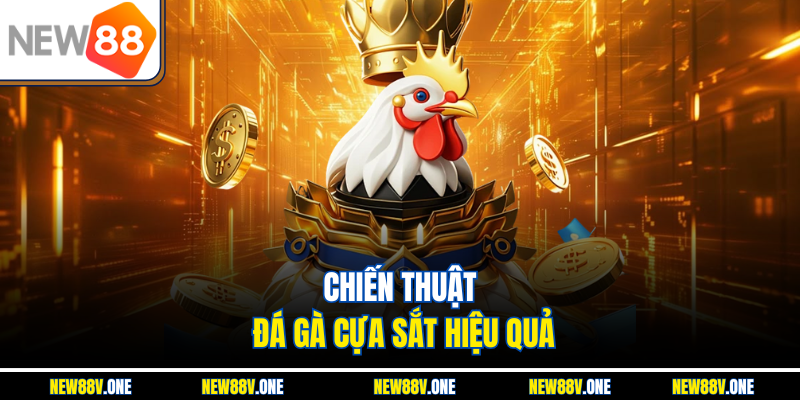 Bí quyết áp dụng chiến thuật đá gà cựa sắt thành công