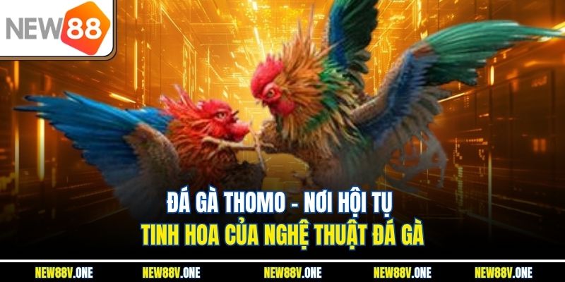 Đá Gà Thomo – Nơi Hội Tụ Tinh Hoa Của Nghệ Thuật Đá Gà