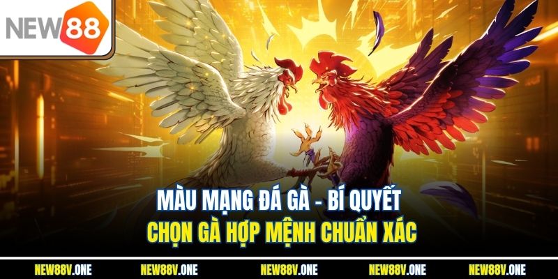 Màu Mạng Đá Gà – Bí Quyết Chọn Gà Hợp Mệnh Chuẩn Xác
