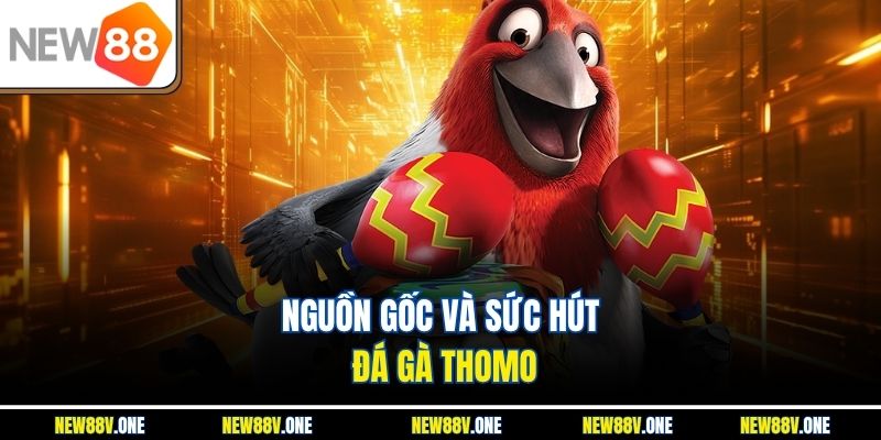 Xuất xứ và sức hấp dẫn đặc biệt của đá gà Thomo